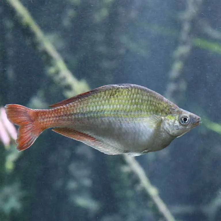 Bleher's rainbowfish (Chilatherina bleheri)