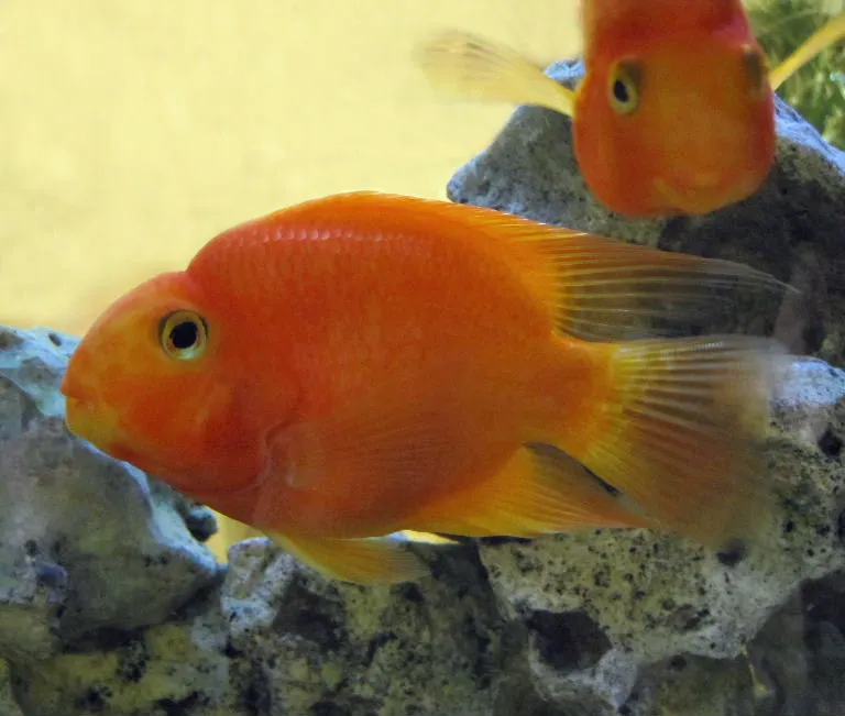 Blood Parrot Cichlid (A. citrinellus x V. synspilum)