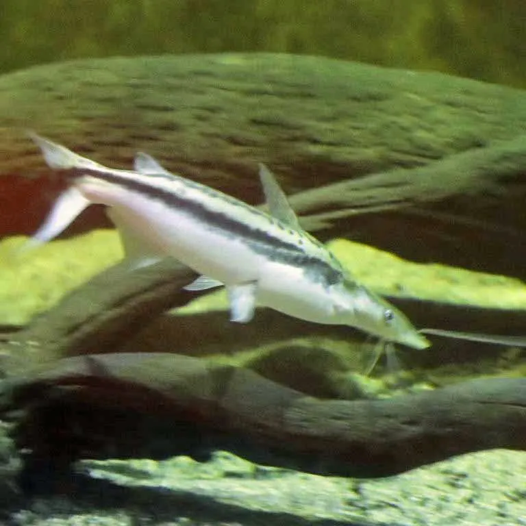 Duckbill Catfish (Sorubim lima)
