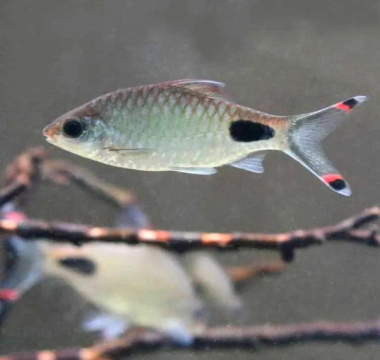 Filament Barb (Dawkinsia filamentosa)