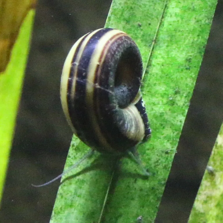 Giant Colombian Ramshorn (Marisa cornuarietis)
