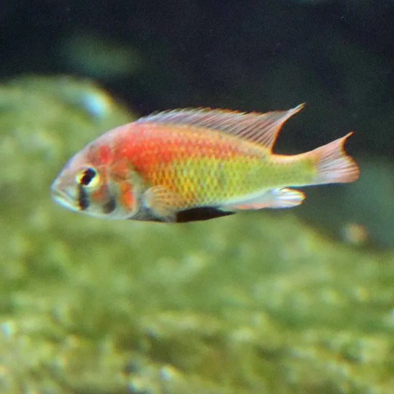 Hippo Point Salmon (Ptyochromis sp.)