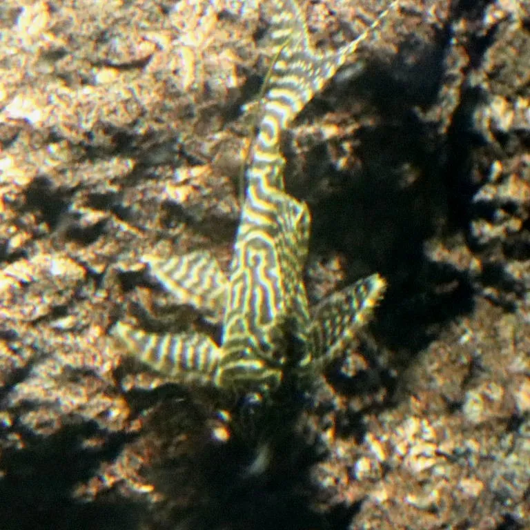 King tiger pleco (L066) (Hypancistrus sp. L066)