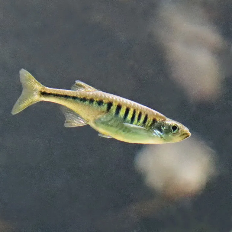 Lake Inle danio (Devario auropurpureus)