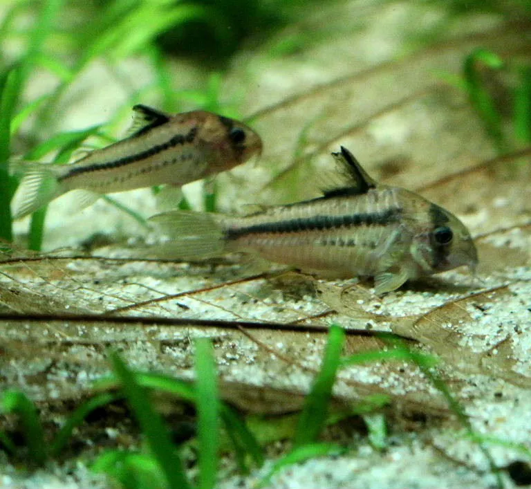 Pink cory (Corydoras axelrodi)