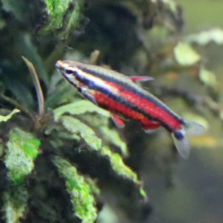 Purple pencilfish (Nannostomus rubrocaudatus)