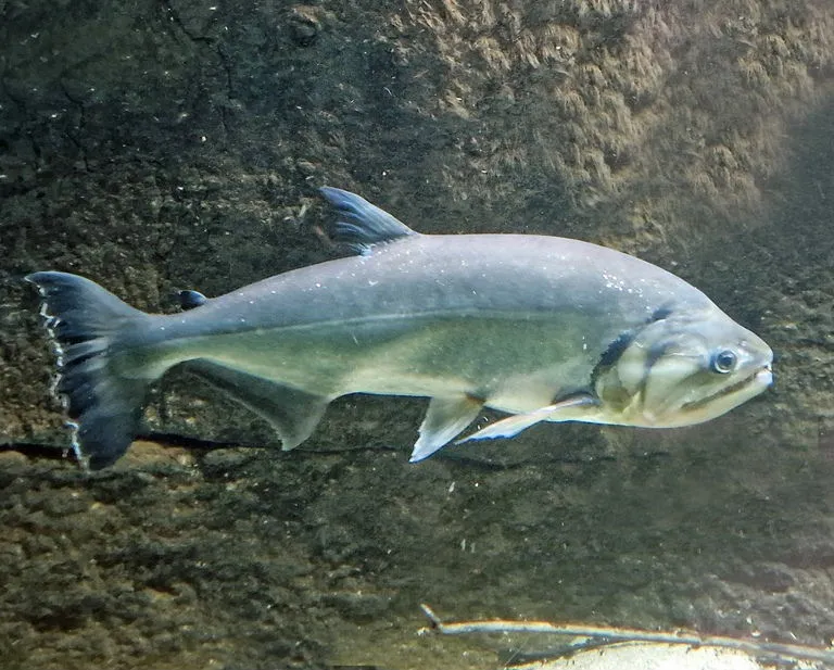 Vampire Tetra (Hydrolycus scomberoides)