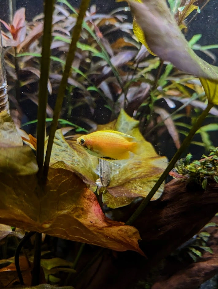 Honey gourami (Trichogaster chuna)