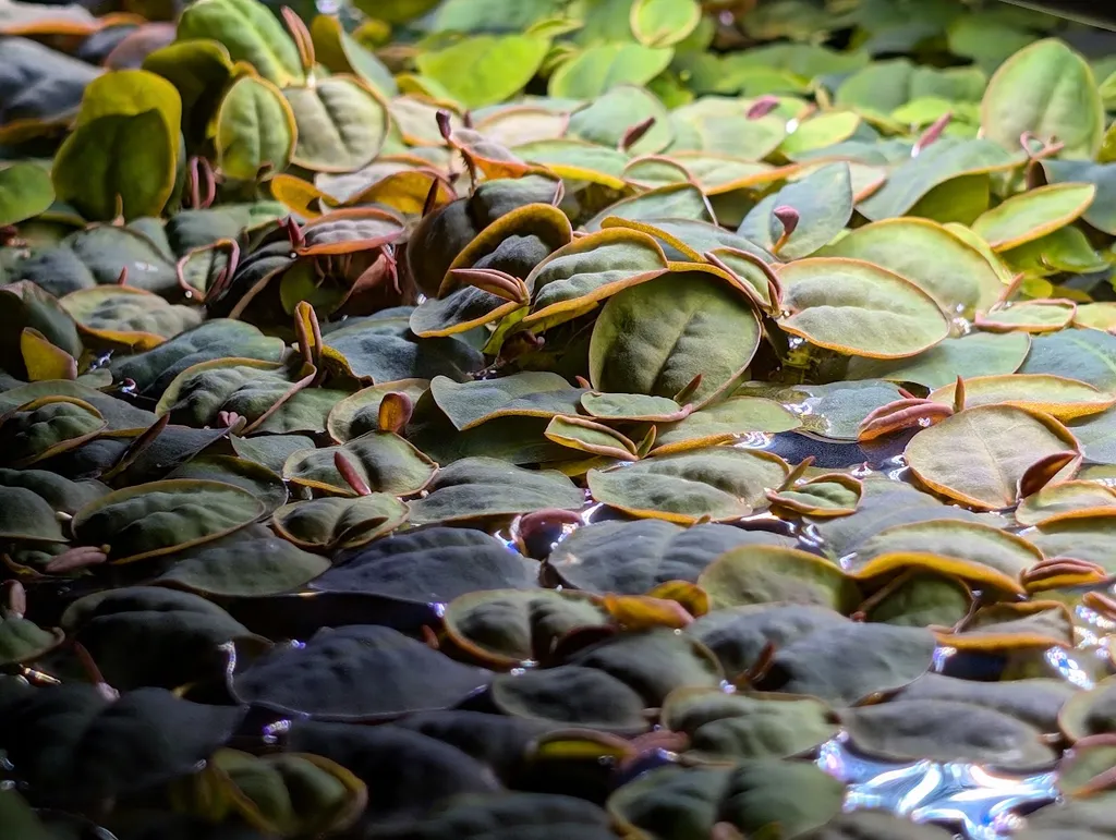 Red root floater (Phyllanthus fluitans)