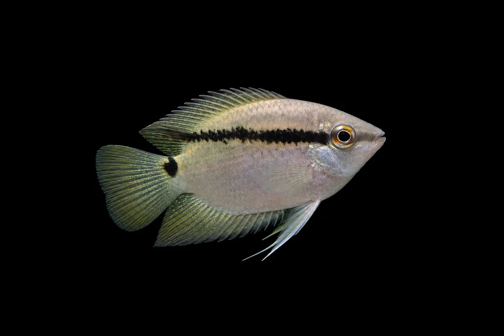 Acora festivum (Mesonauta acora)
