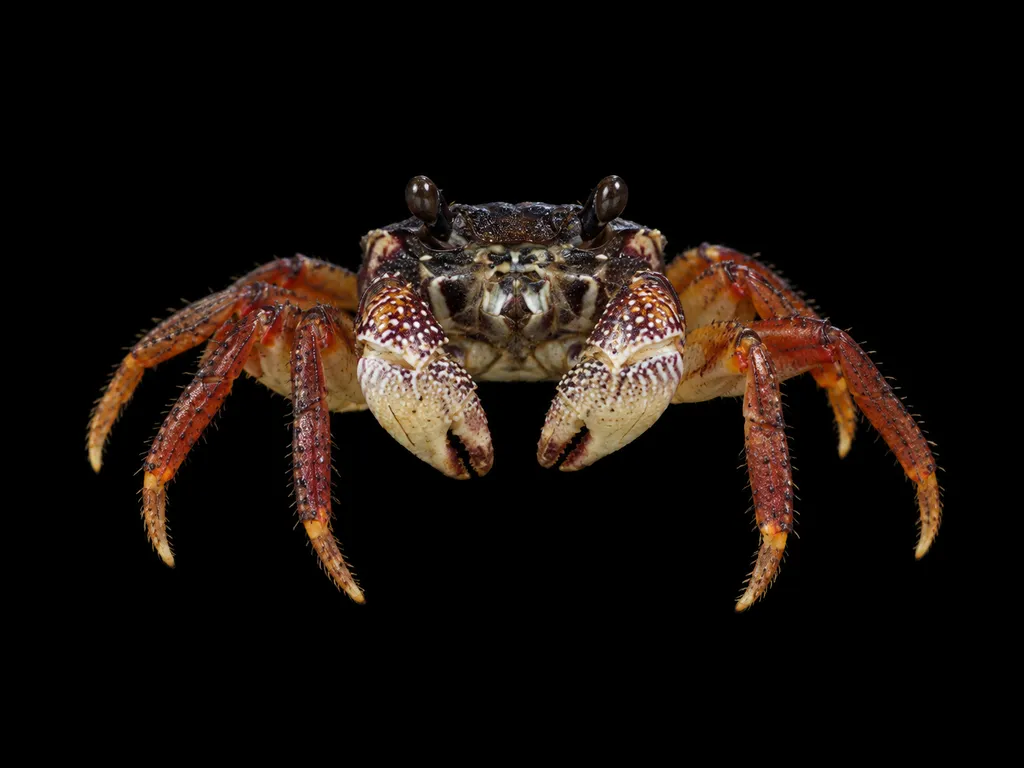 African mangrove crab (Goniopsis pelii)