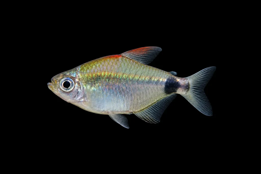 African moon tetra (Bathyaethiops caudomaculatus)