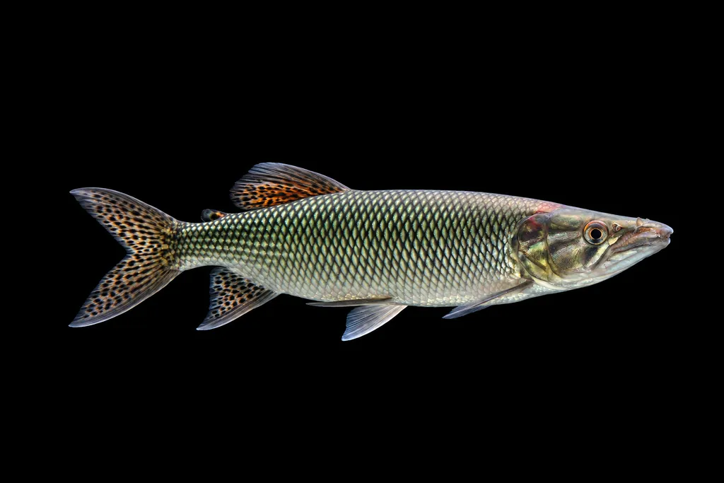 African pike characin (Hepsetus odoe)
