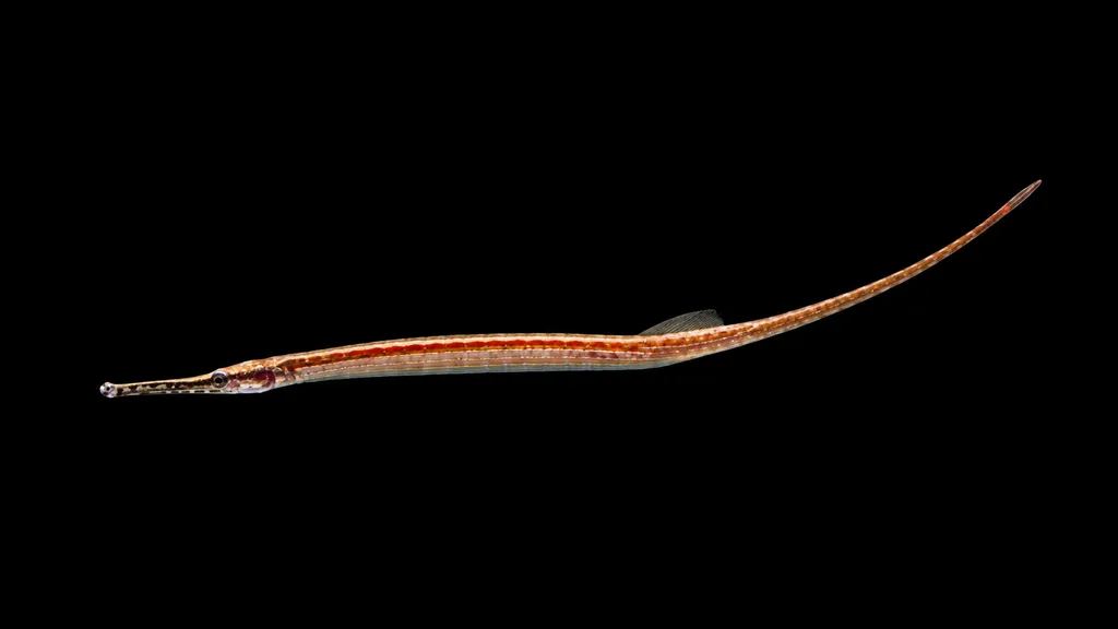 African red-striped pipefish (Microphis aculeatus)