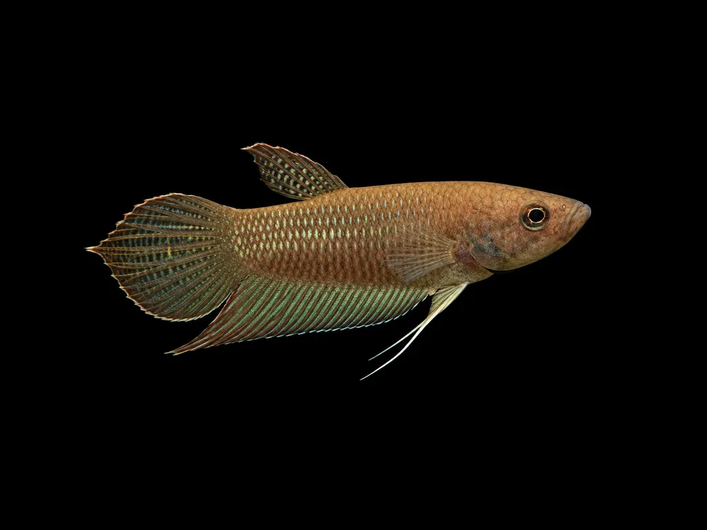 Akar betta (Betta akarensis)
