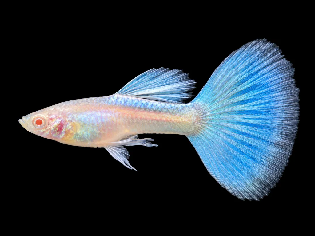 Albino guppy (Poecilia reticulata)