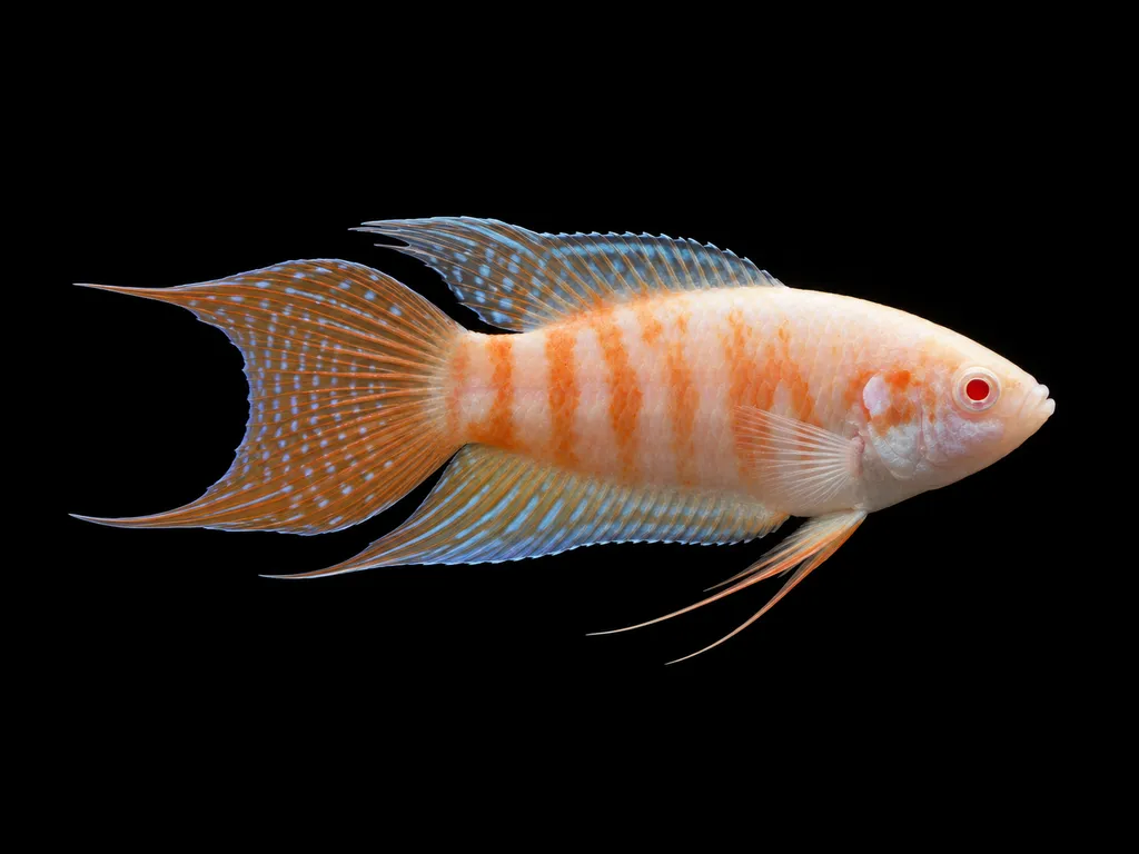 Albino paradise fish (Macropodus opercularis)