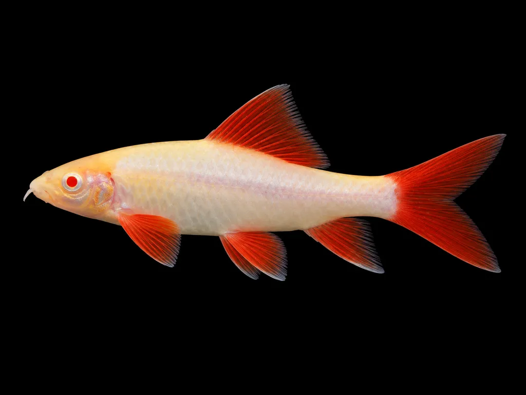 Albino rainbow shark (Epalzeorhynchos frenatum)