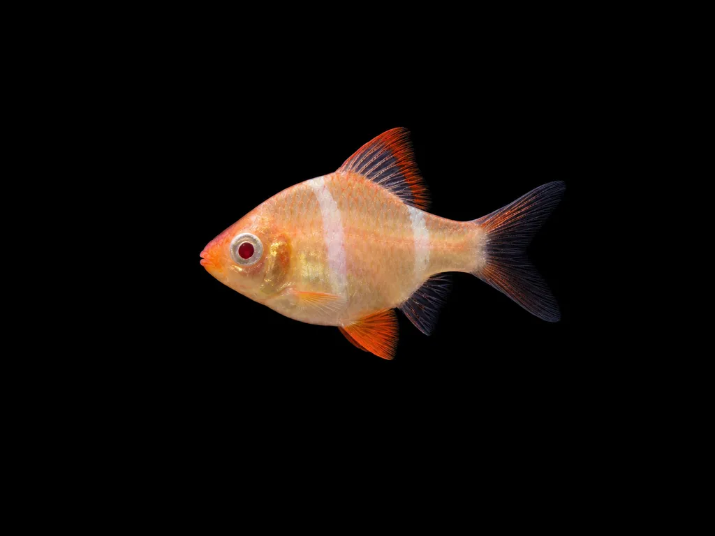 Albino tiger barb (Puntigrus tetrazona)