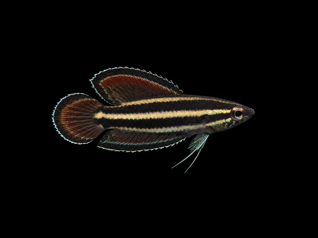 Alfred's licorice gourami (Parosphromenus alfredi)