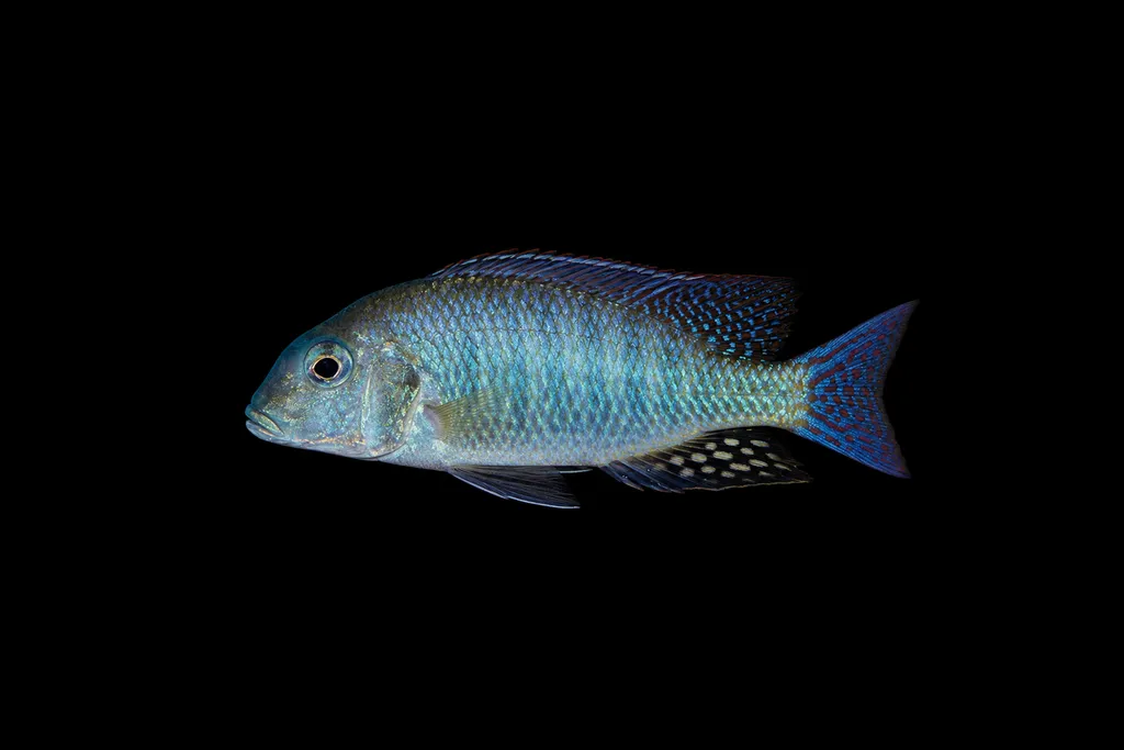 Altus lethrinops (Lethrinops altus)