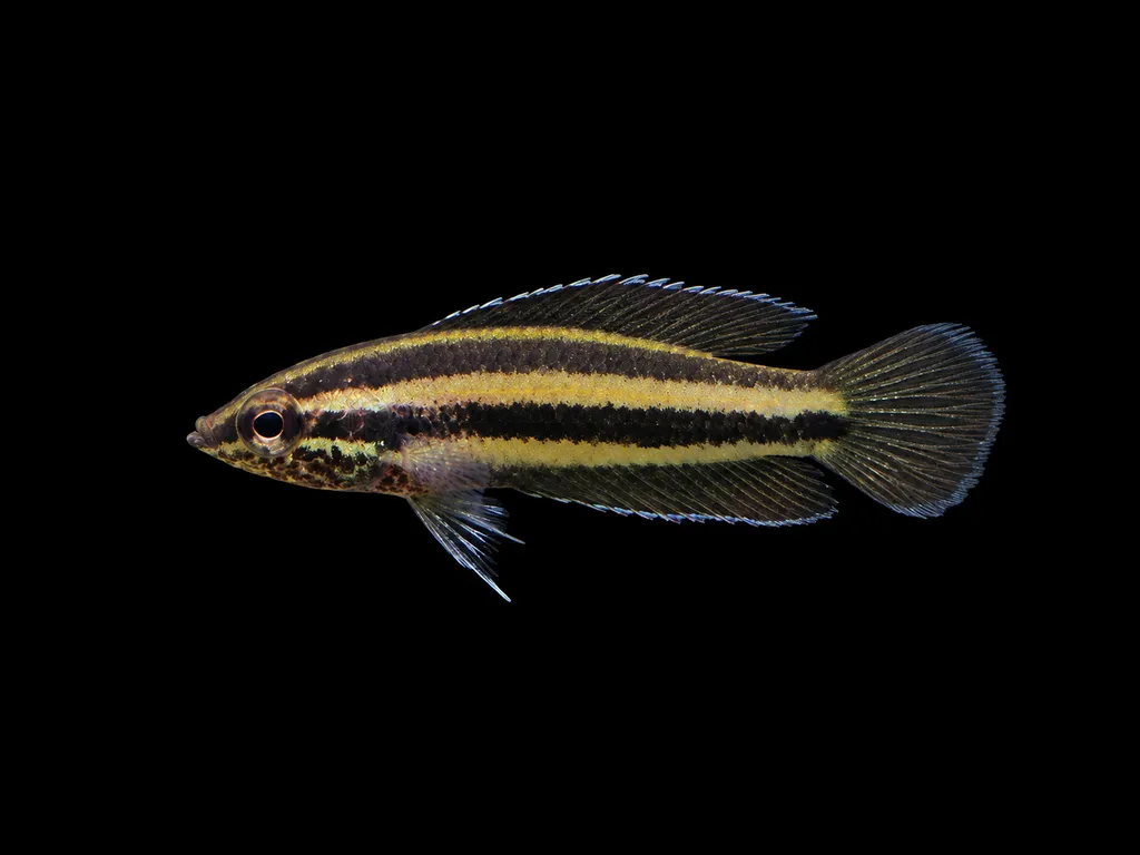 Anjungan licorice gourami (Parosphromenus anjunganensis)
