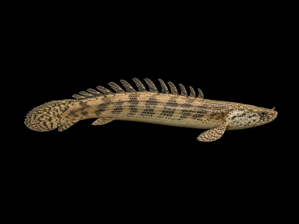 Ansorge's bichir (Polypterus ansorgii)