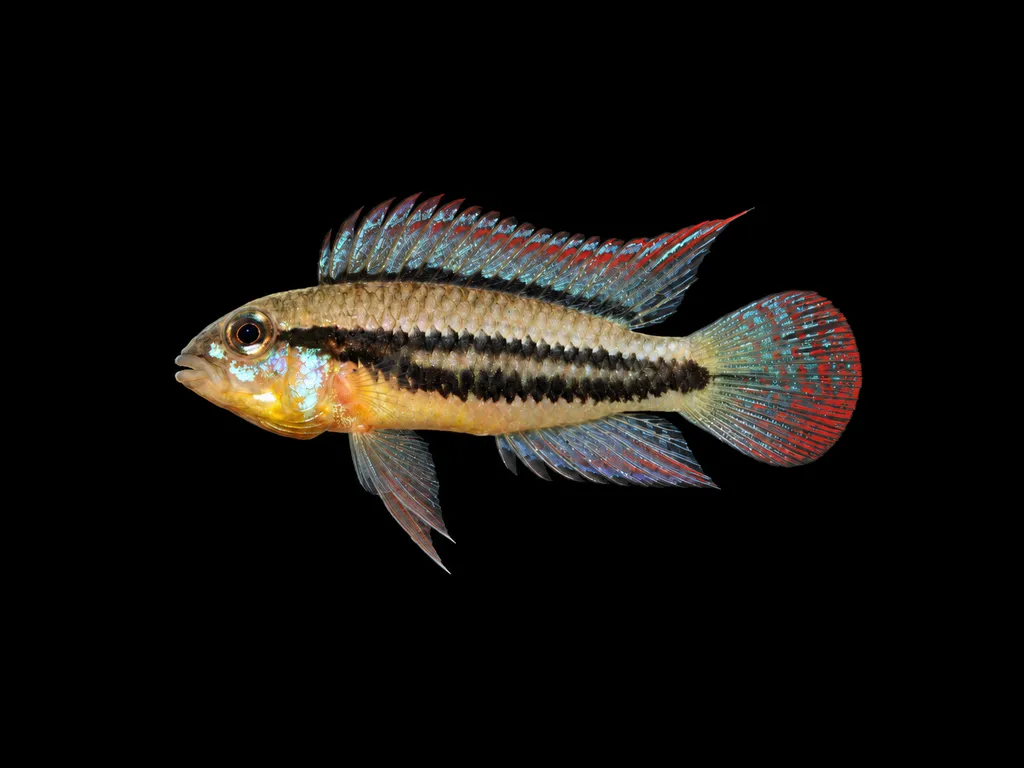 Double-stripe dwarf cichlid (Apistogramma diplotaenia)
