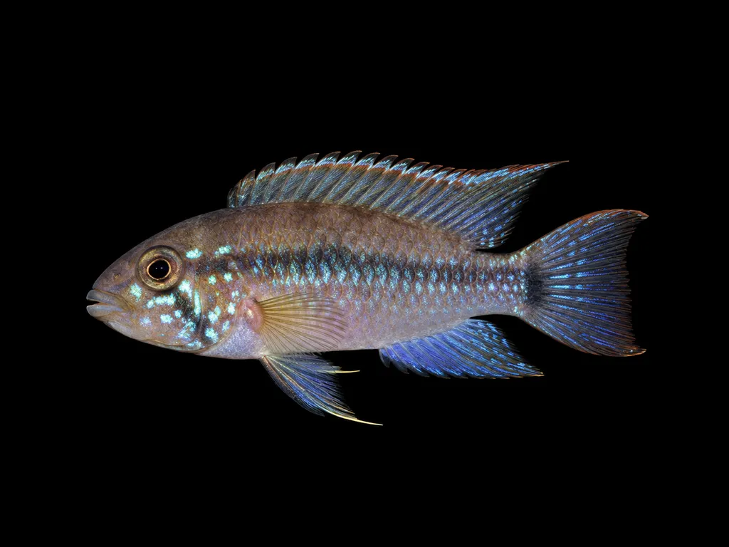 Martin's dwarf cichlid (Apistogramma martini)