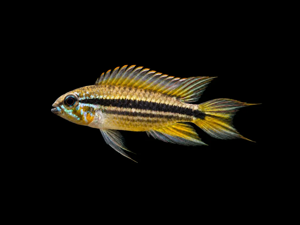 Mendez's dwarf cichlid (Apistogramma mendezi)