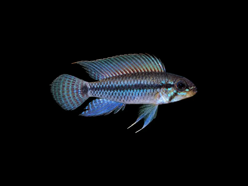 Amazon sail-fin dwarf cichlid (Apistogramma pertensis)