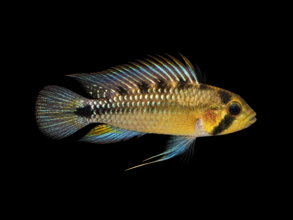 Rosita dwarf cichlid (Apistogramma rositae)