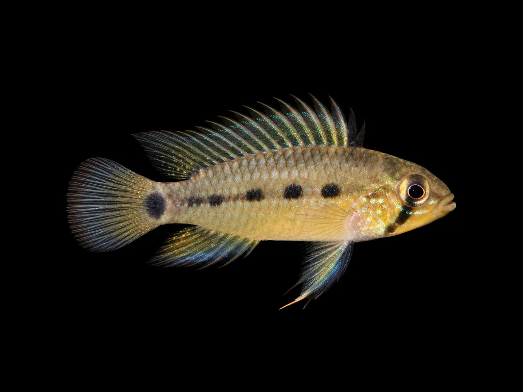 Red-lined dwarf cichlid (Apistogramma rubrolineata)