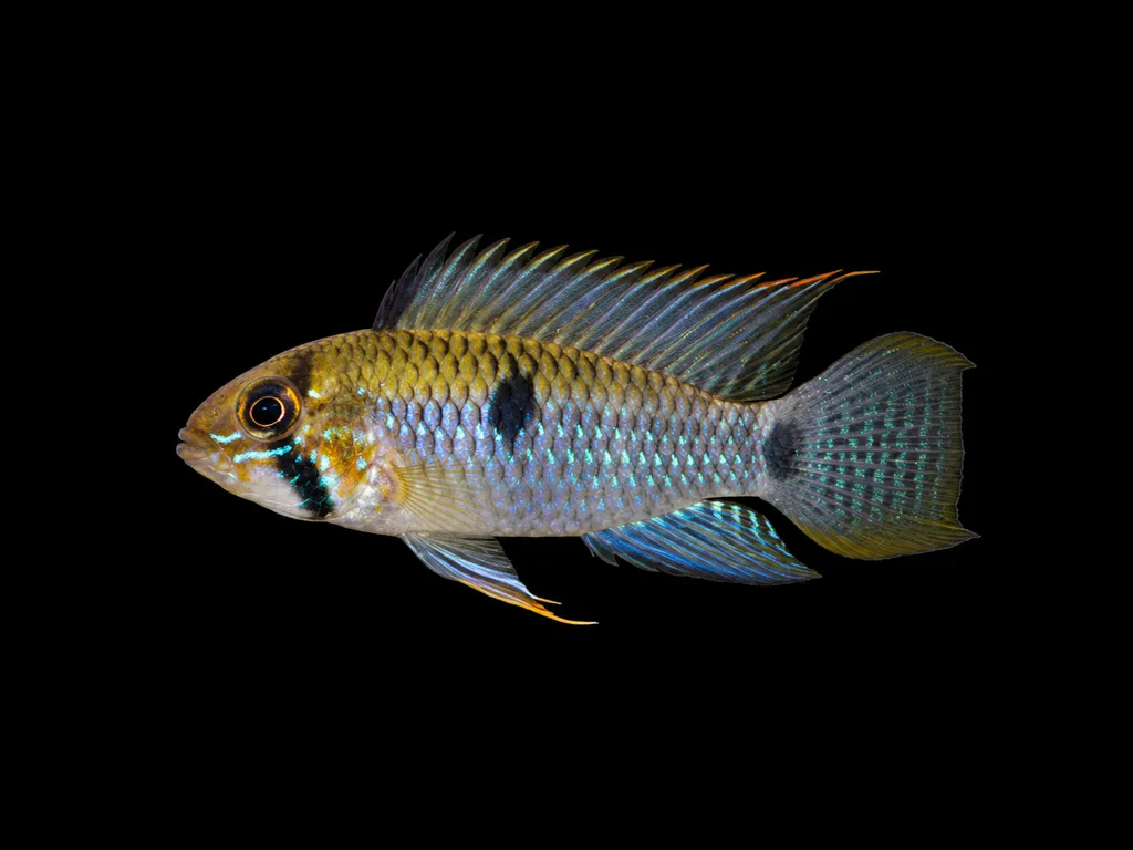 Steindachner's dwarf cichlid (Apistogramma steindachneri)