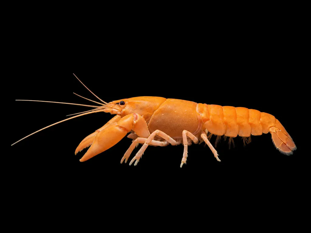 Apricot crayfish (Cherax holthuisi)