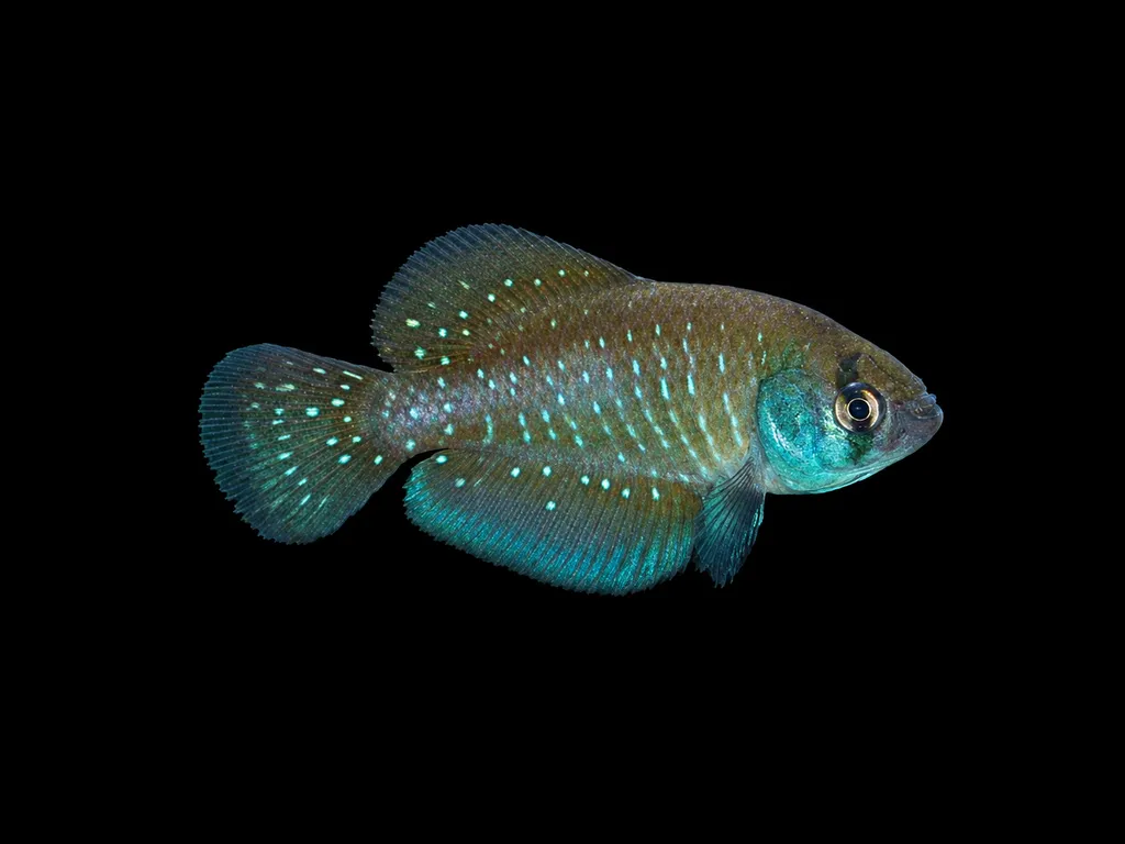 Argentine pearlfish (Austrolebias bellottii)