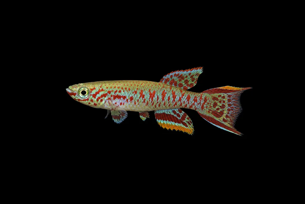 Arnold's killifish (Fundulopanchax arnoldi)
