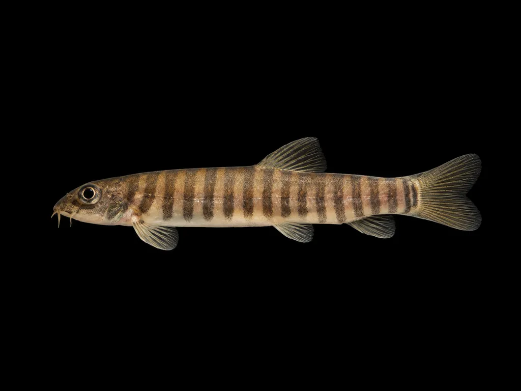 Assam banded loach (Neonoemacheilus assamensis)