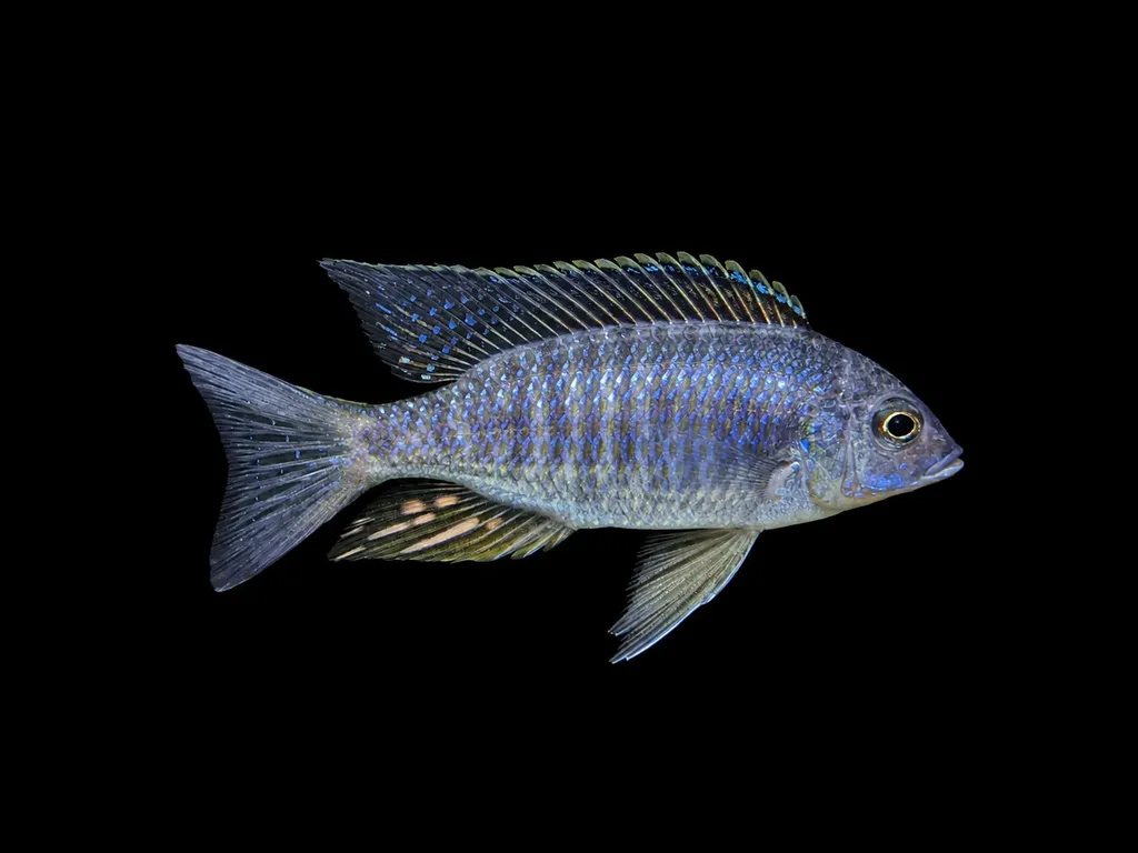 Atripinnis hap (Copadichromis atripinnis)
