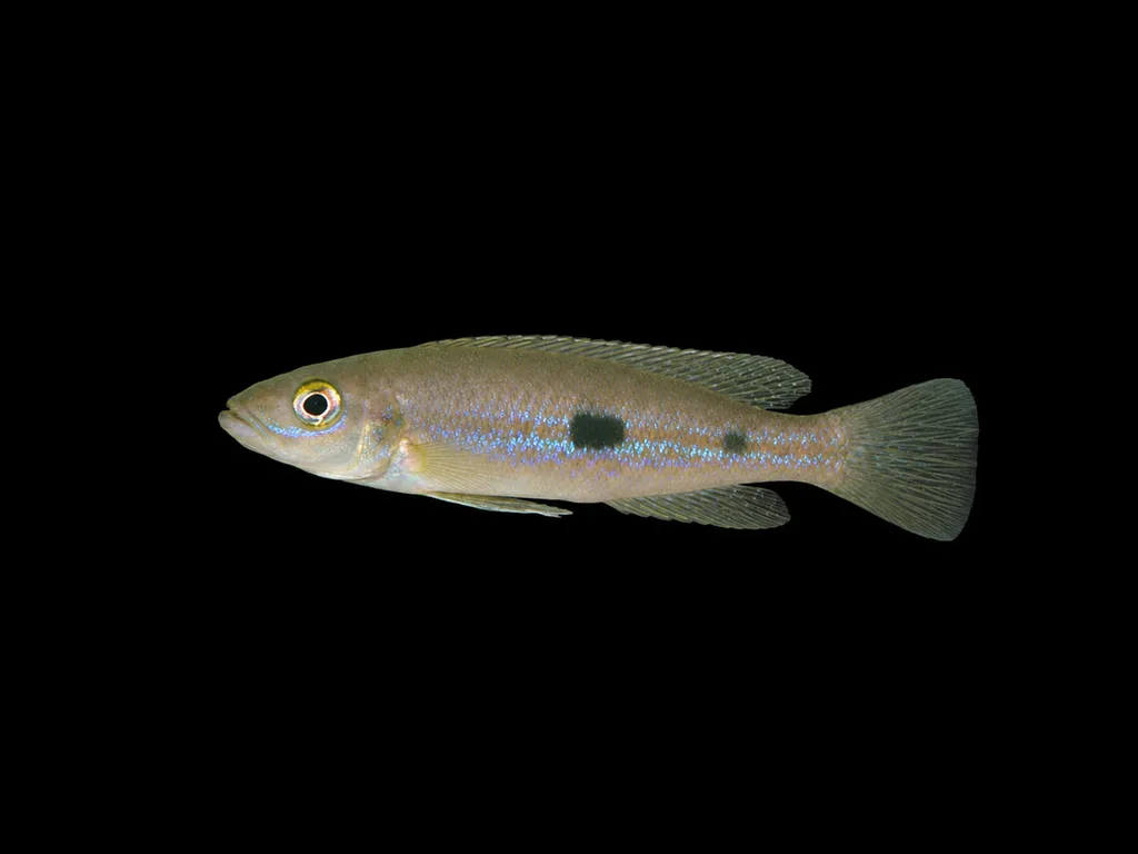 Attenuatus cichlid (Lepidiolamprologus attenuatus)