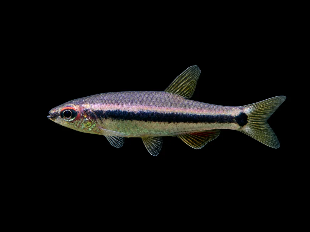 Axelrod's neolebias (Neolebias axelrodi)