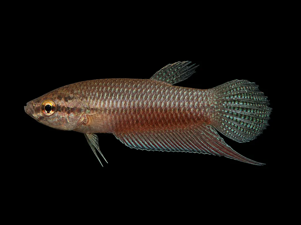 Balunga betta (Betta balunga)