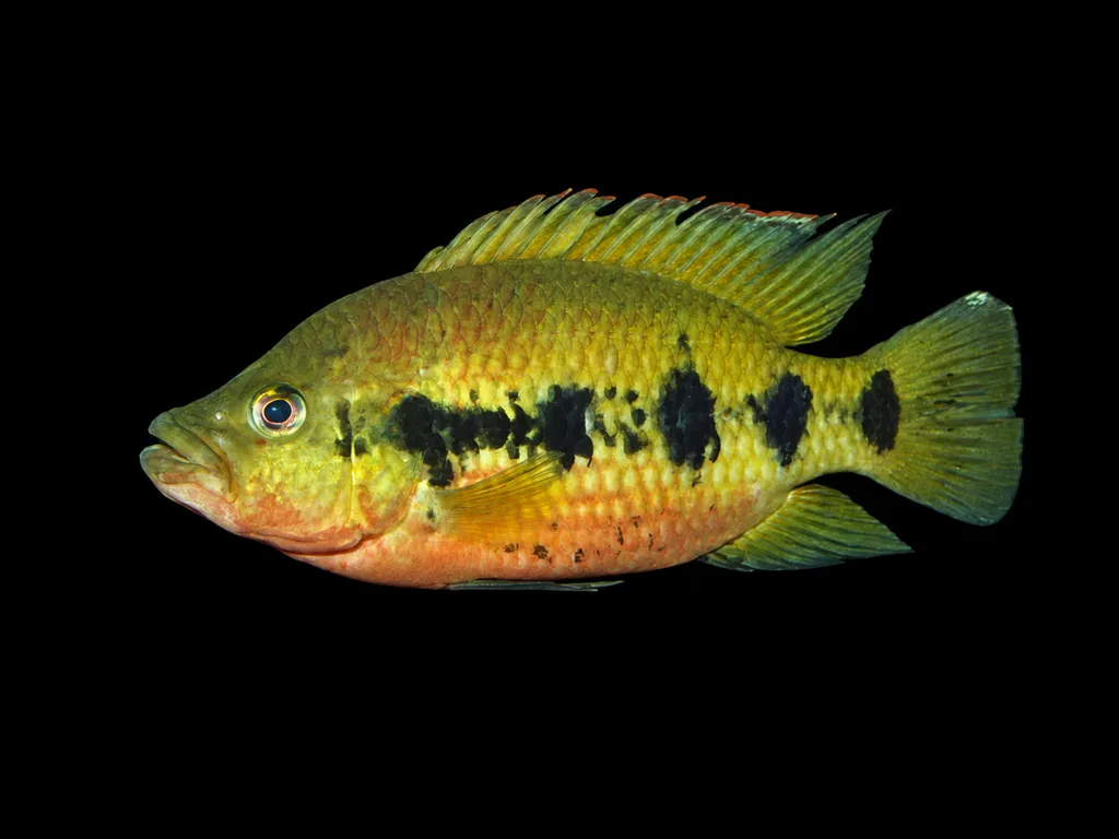 Banded jewelfish (Hemichromis fasciatus)