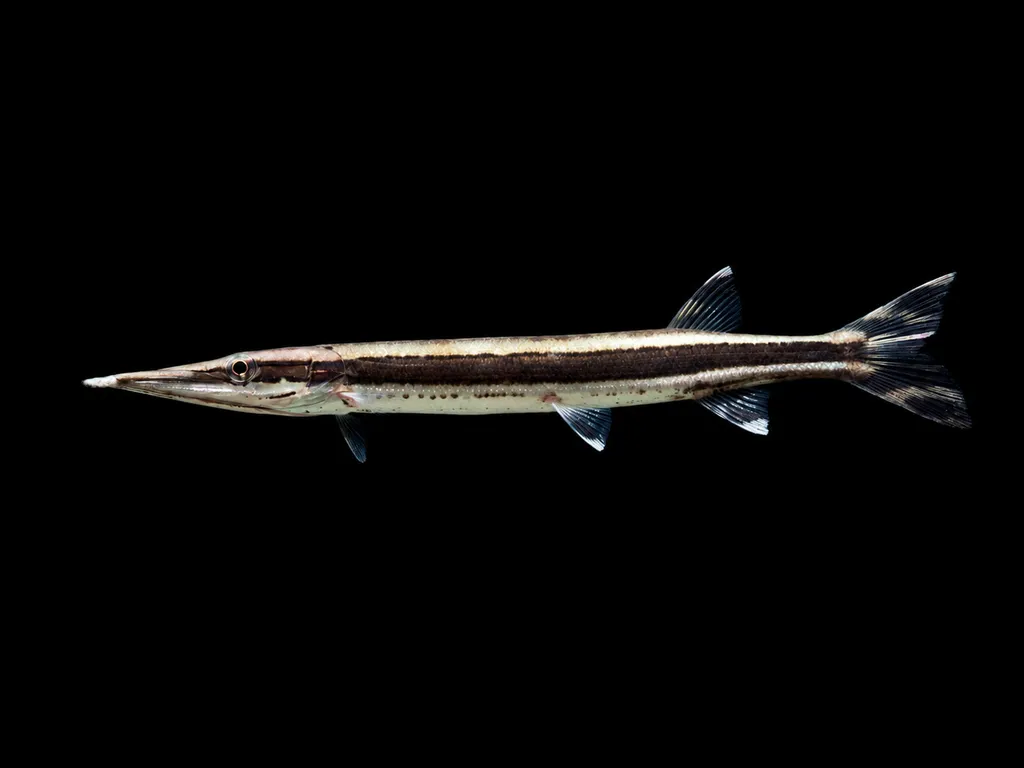 Banded pike characin (Boulengerella lateristriga)