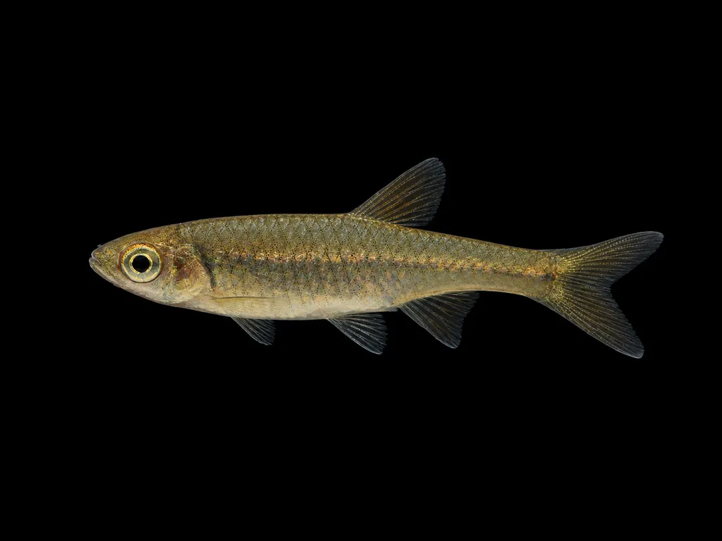 Bangka rasbora (Rasbora bankanensis)