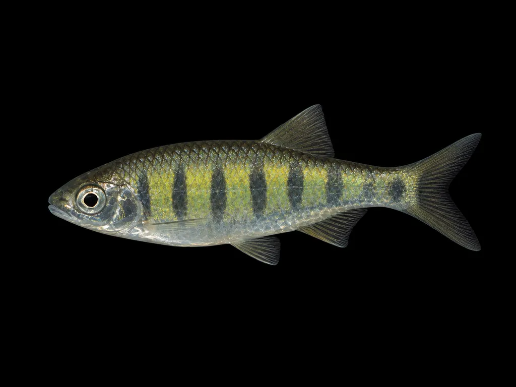 Barna baril (Opsarius barna)