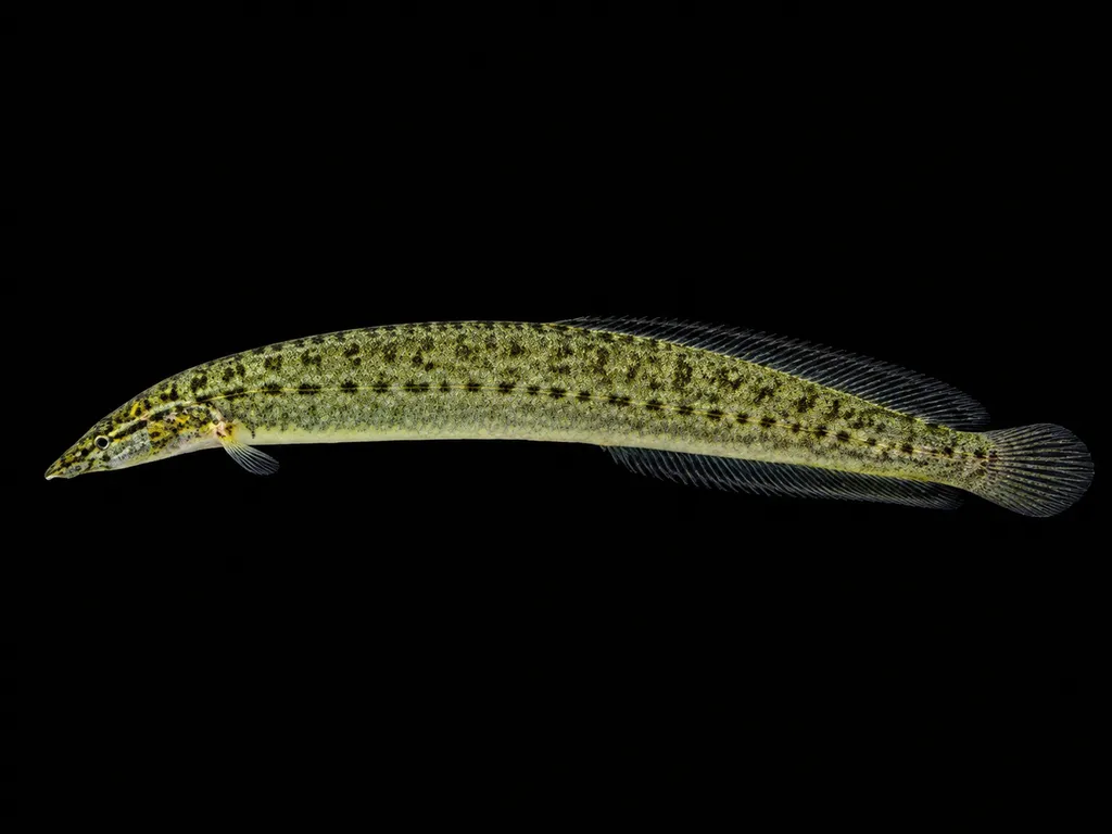 Barred spiny eel (Macrognathus pancalus)