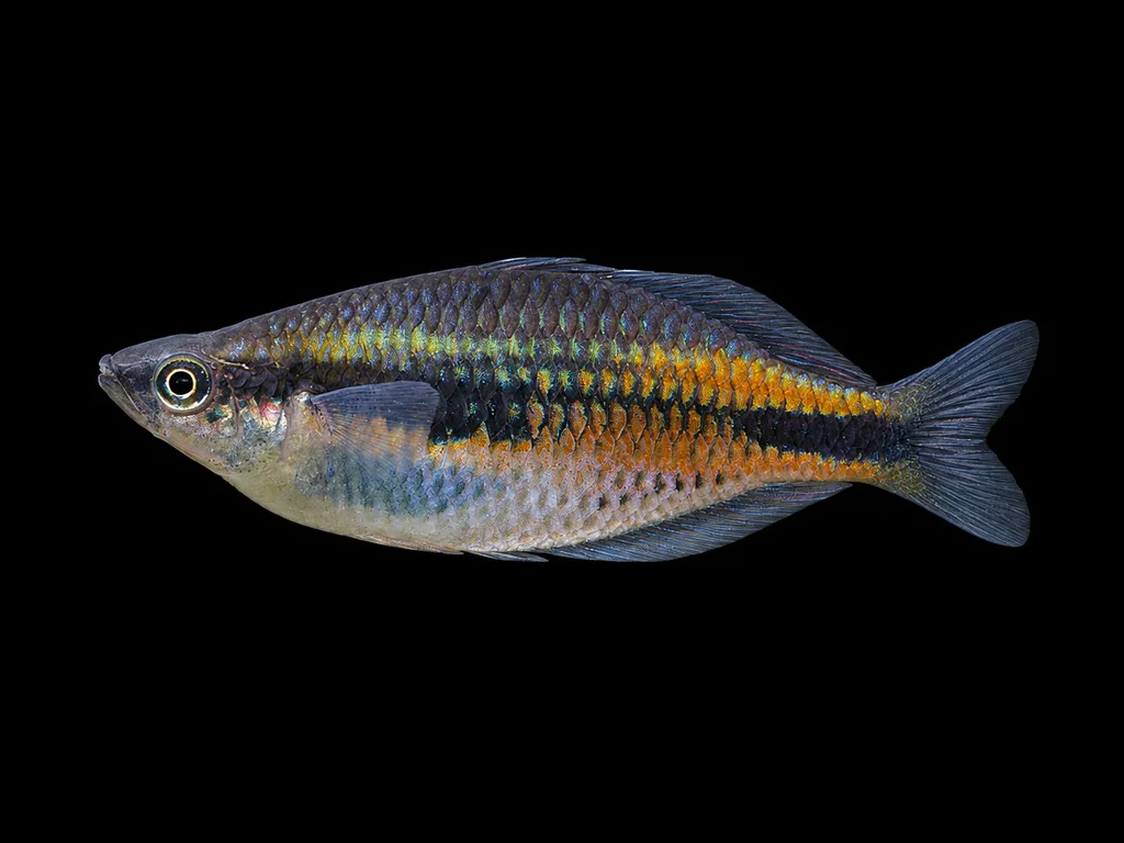 Batanta rainbowfish (Melanotaenia synergos)