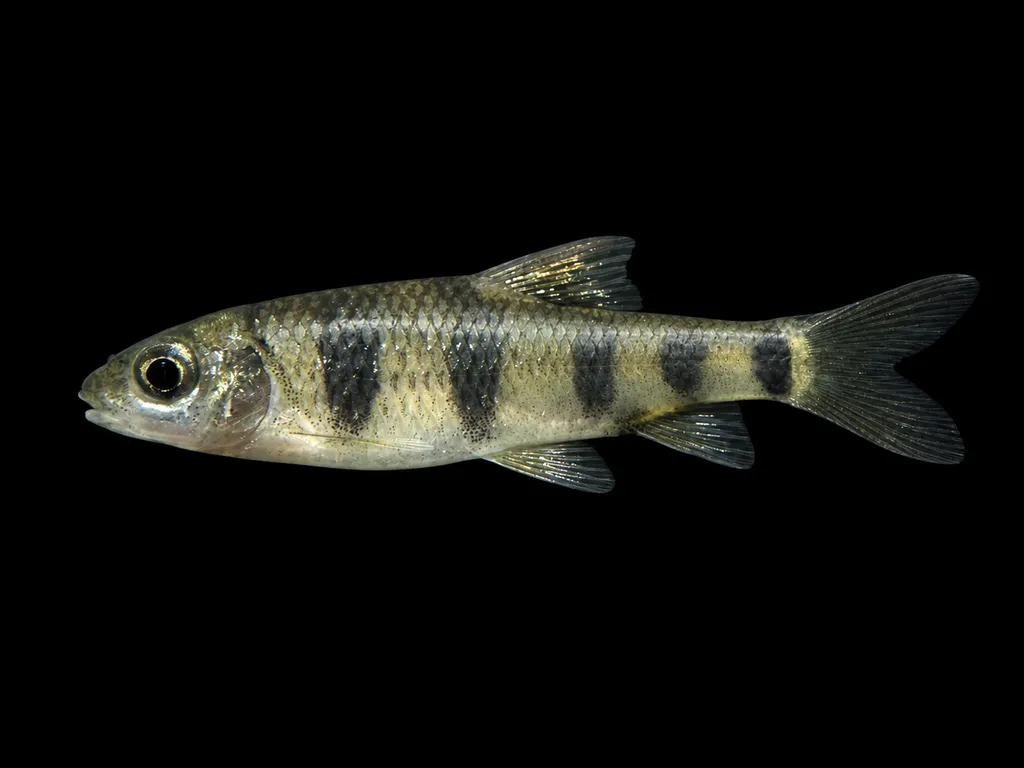 Beijiang barb (Acrossocheilus beijiangensis)