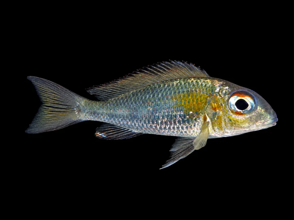 Bigeye callochromis (Callochromis macrops)